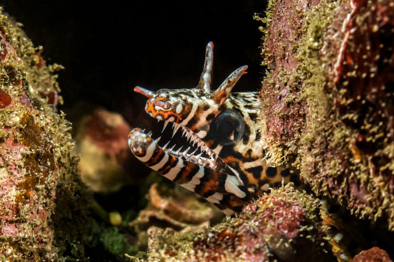 Dragon moray in a crevice