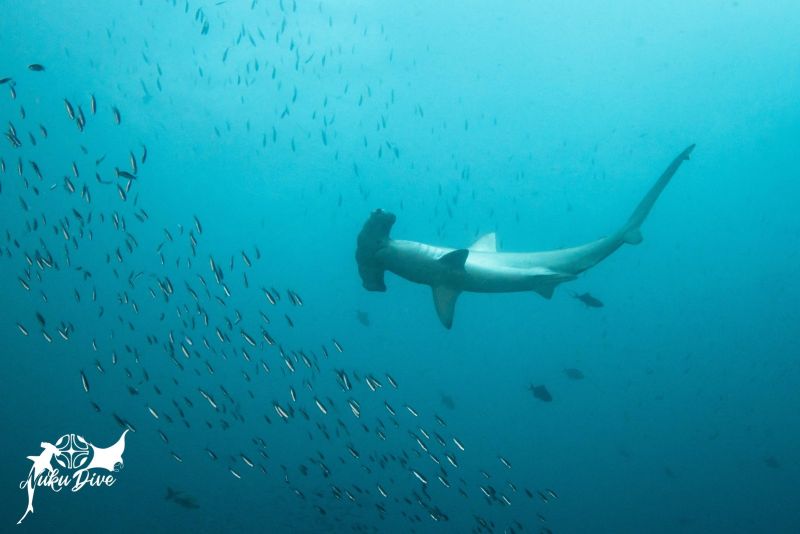 Hammerhead shark in the blue at Mur de Java