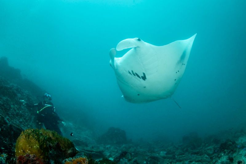 Manta ray above the reef with Julie