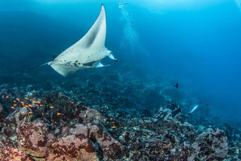 Manta ray above the Avaika reef