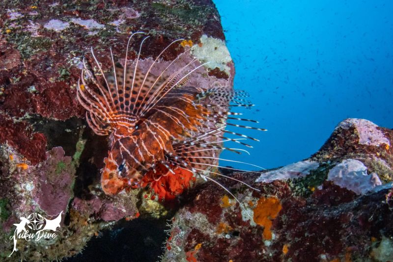 Lionfish with spread fins on the reef
