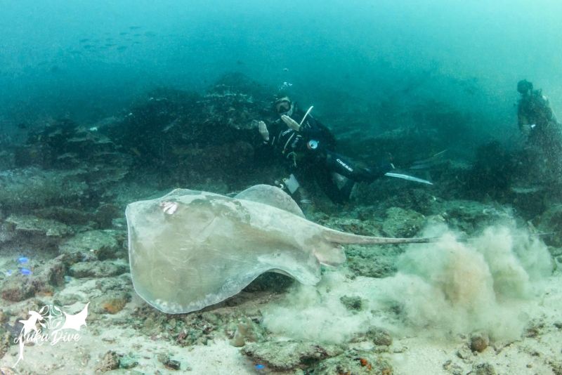 Stingray and divers at Motu Mano