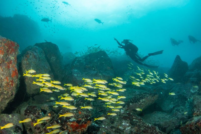 Yellow snappers and a diver at Motu Nui